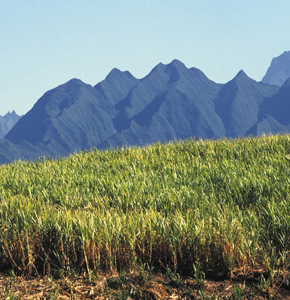 Un champs de cannes à sucre à la Réunion