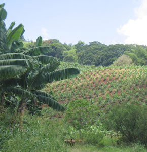 Un paysage de Martinique