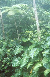 foret tropical - deforestation