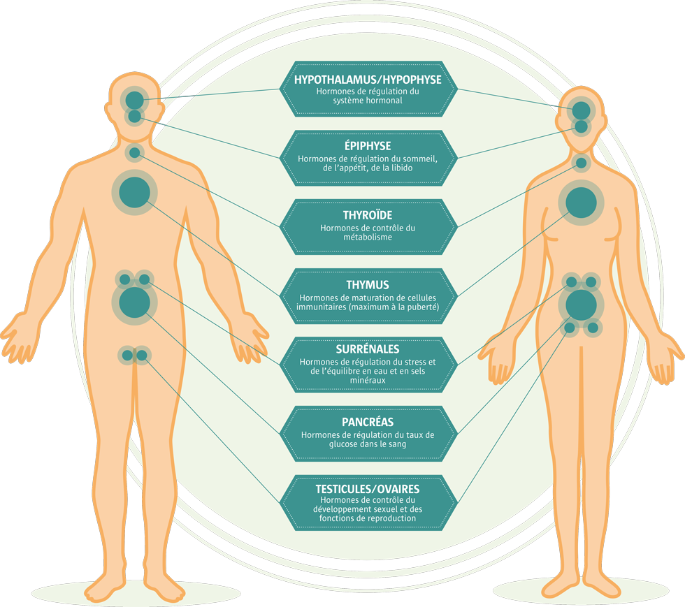 principales glandes endocrines principales glandes endocrines