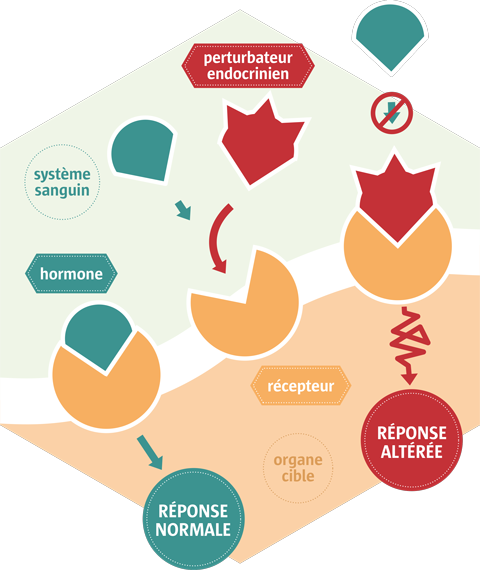 Un perturbateur du système hormonal - Science Actualités - Cité des