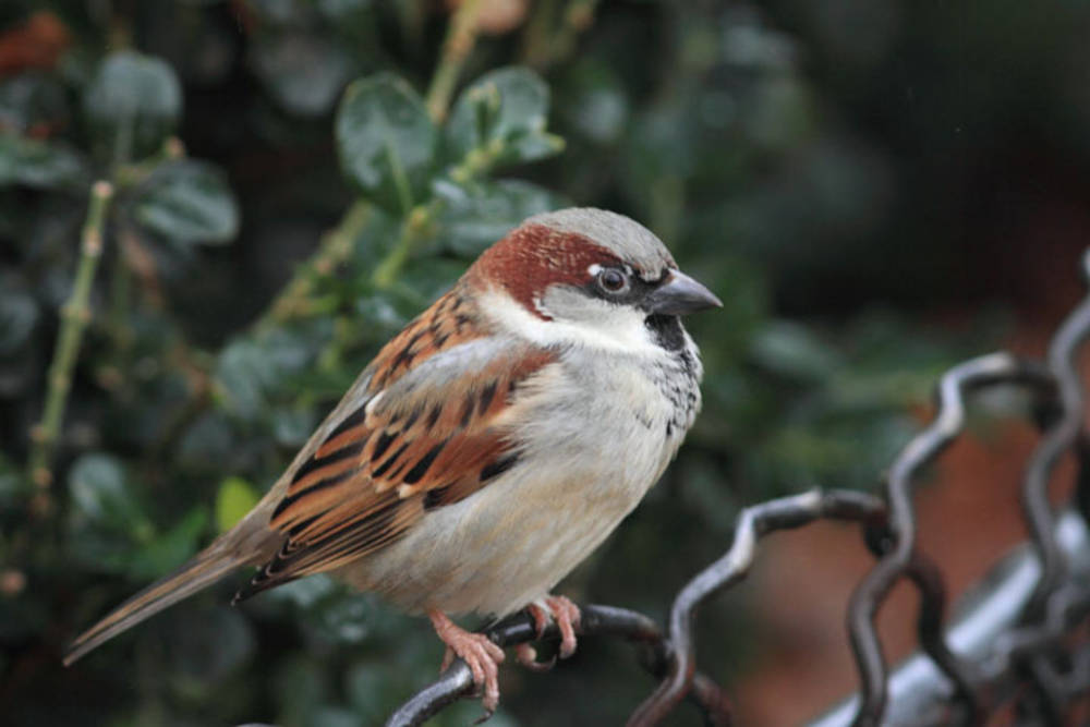 Le moineau un oiseau commun, mais de plus en plus rare Science Actualités Le moineau un oiseau commun, mais de plus en plus rare Science Actualités