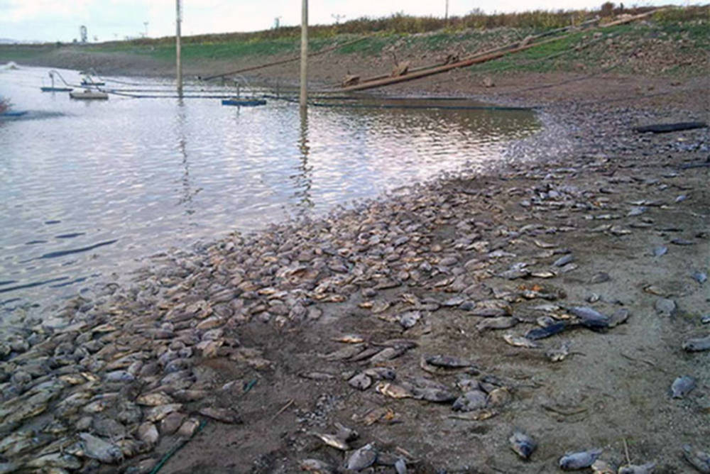 Mortalité massive du tilapia un virus identifié Science Actualités