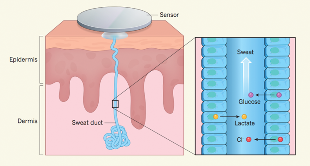 Votre état de santé dans une goutte de sueur Science Actualités