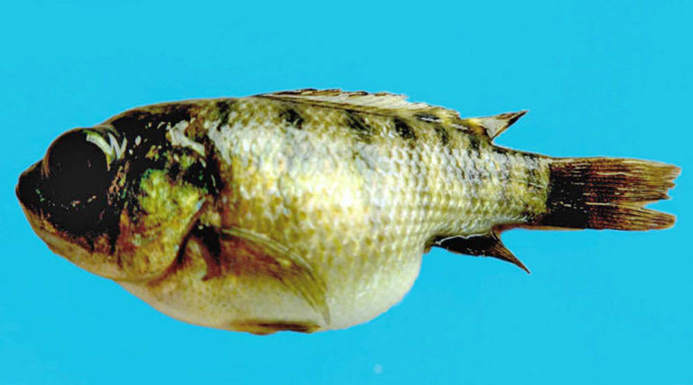 Mortalité massive du tilapia un virus identifié Science Actualités