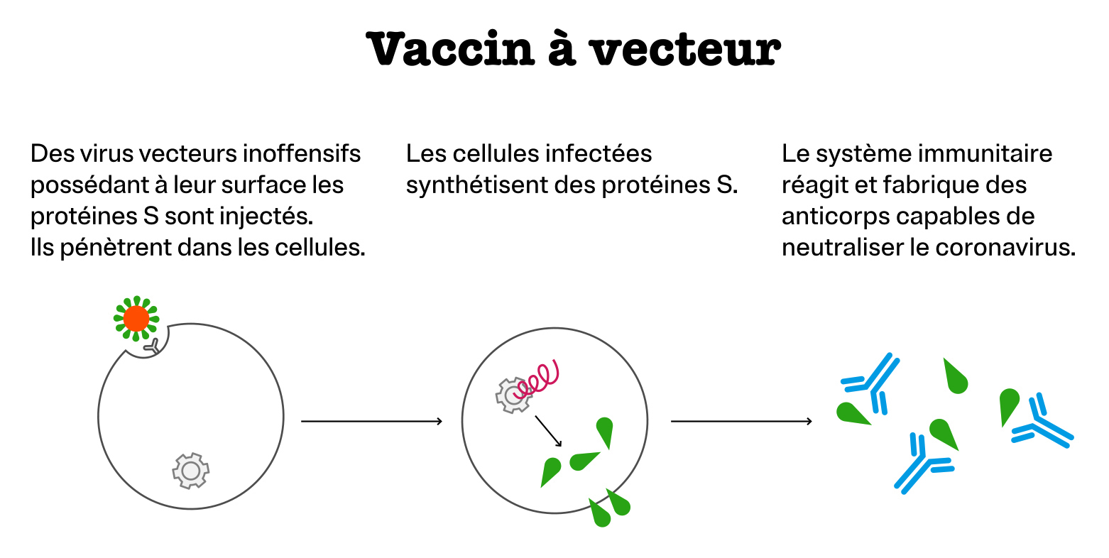 Vaccin à vecteur : Des virus vecteurs inoffensifs possédant à leur surface les protéines S sont injectés. Ils pénètrent dans les cellules. Les cellules infectées synthétisent des protéines S. Le système immunitaire réagit et fabrique des anticorps capable de neutraliser le coronavirus.