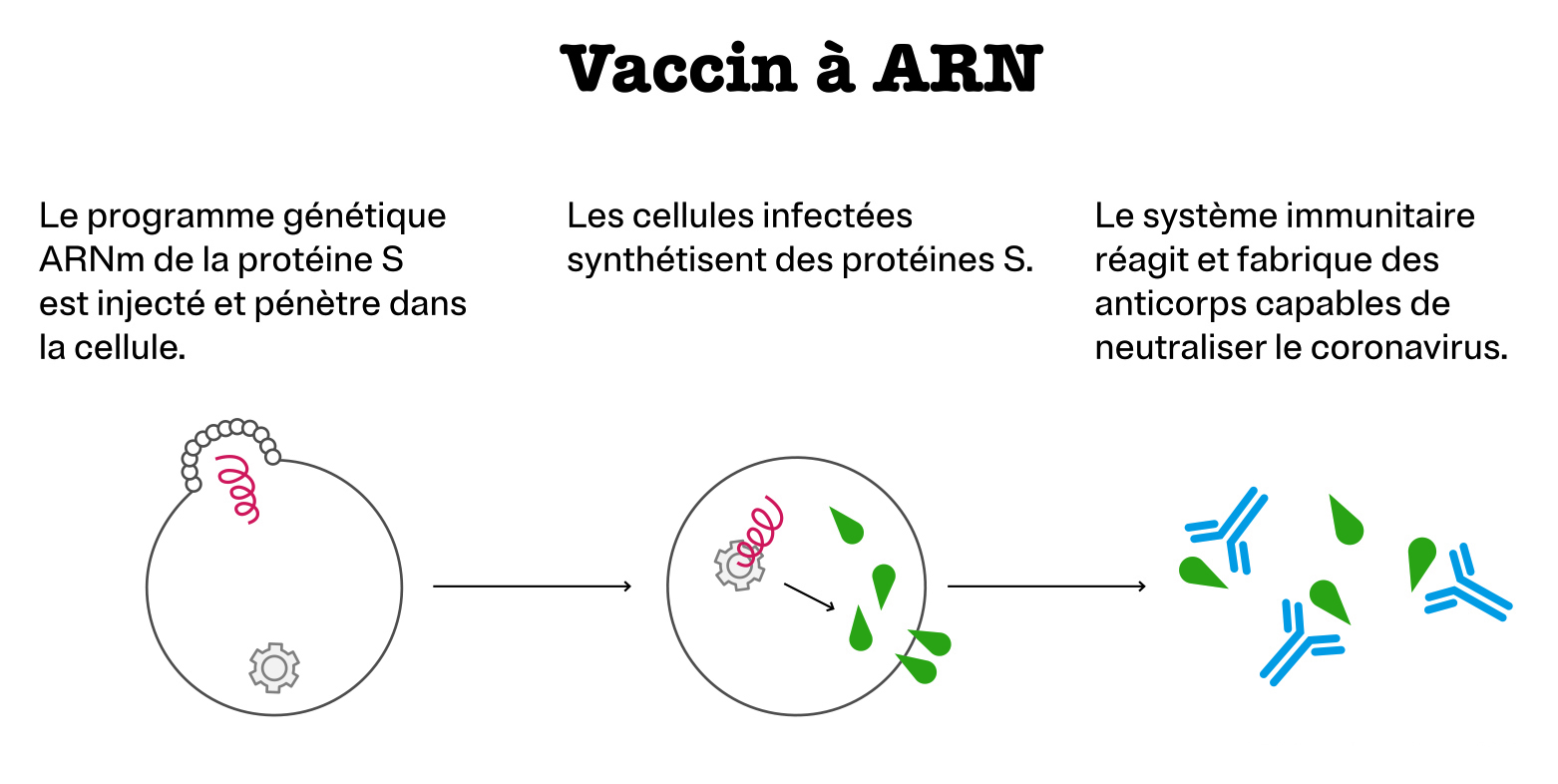 Vaccin à ARN : Le programme génétique ARNm de la protéine S est injecté et pénètre dans la cellule. Les cellules infectées synthétisent des protéines S. Le système immunitaire réagit et fabrique des anticorps capable de neutraliser le coronavirus.