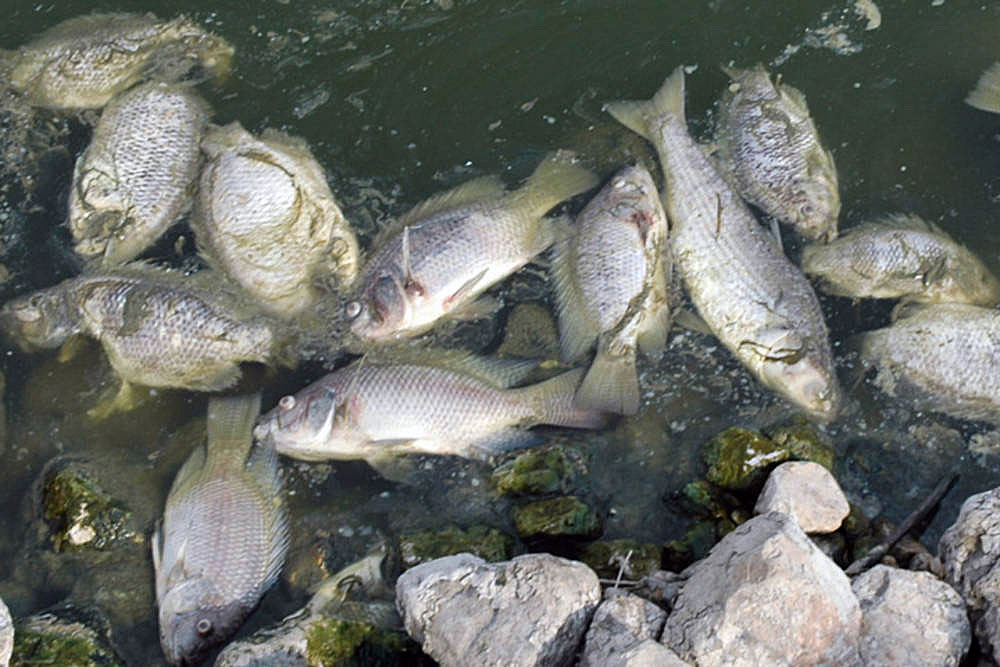 Résultat de recherche d'images pour "tilapia"