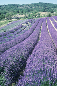 champs en provence - champ de lavande