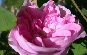 photo de rose - jardin fleurs