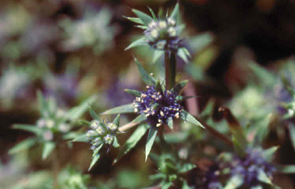 Eryngium viviparum du Morbihan - vegetal
