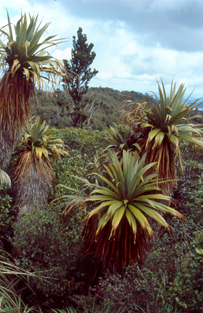 ile - protection de la nature