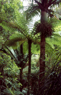 iles hawaii polynesie - proteger environnement