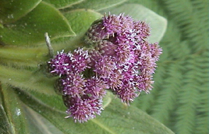 cylindrocline lorencei - photosynthese
