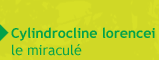 cylindrocline lorencei le miracule - photosynthese