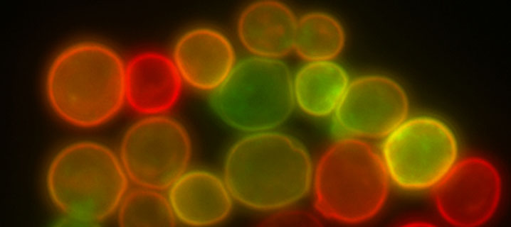 Missing translation key: locale='fr_FR', key='csi/scientifica/ActualiteScientifique/SA_Contenu/AltImage'