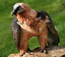 Le Gypaète barbu se reproduit peu : il donne en moyenne un jeune à l’envol tous les 3 ans !