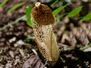 champignon pathogène