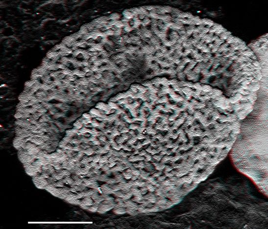 image 3D d’un de ces pollens réalisée au microscope à balayage laser. 