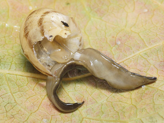 plathelminthe de Nouvelle-Guinée dévorant un escargot
