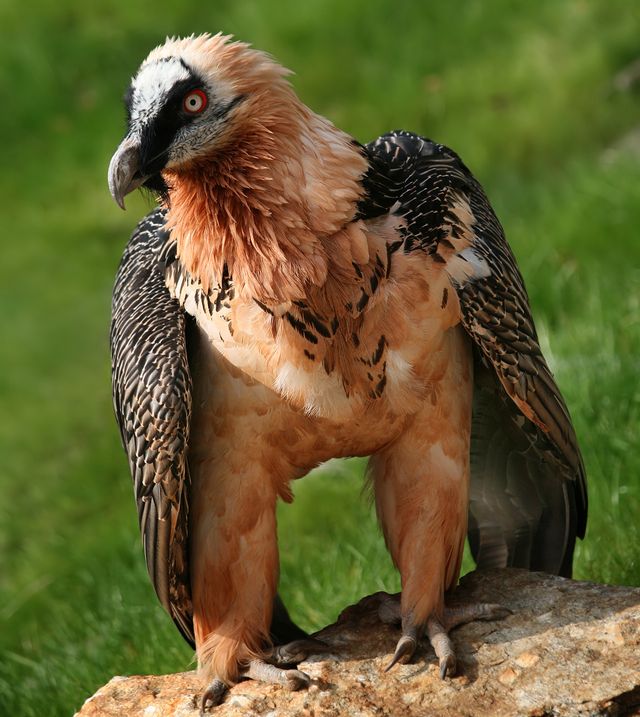 Le Gypaète barbu se reproduit peu : il donne en moyenne un jeune à l’envol tous les 3 ans !