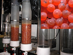 Incubateur pour les œufs des saumons