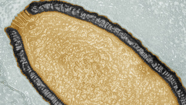 Pithovirus Sibericum, vieux de plus de 30 000 ans