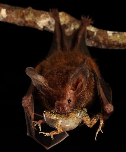chauve-souris tenant une grenouille mâle de tungaraf 