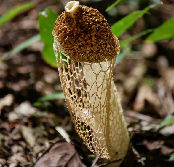 champignon pathogène
