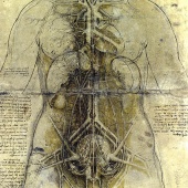 MANUSCRIPT - The female organs