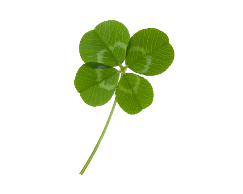 Trèfle à quatre feuilles