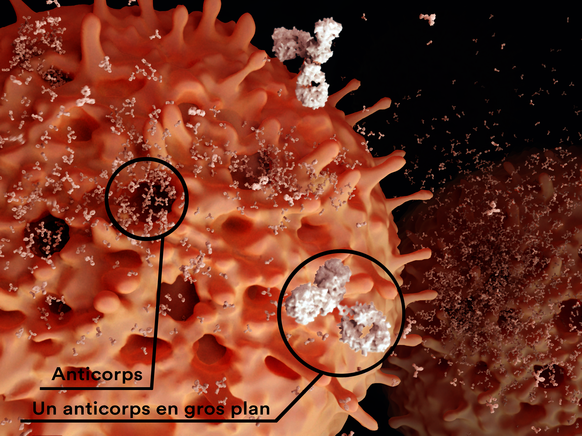 Image permettant de visualiser à quoi ressemble des anticorps en gros plan