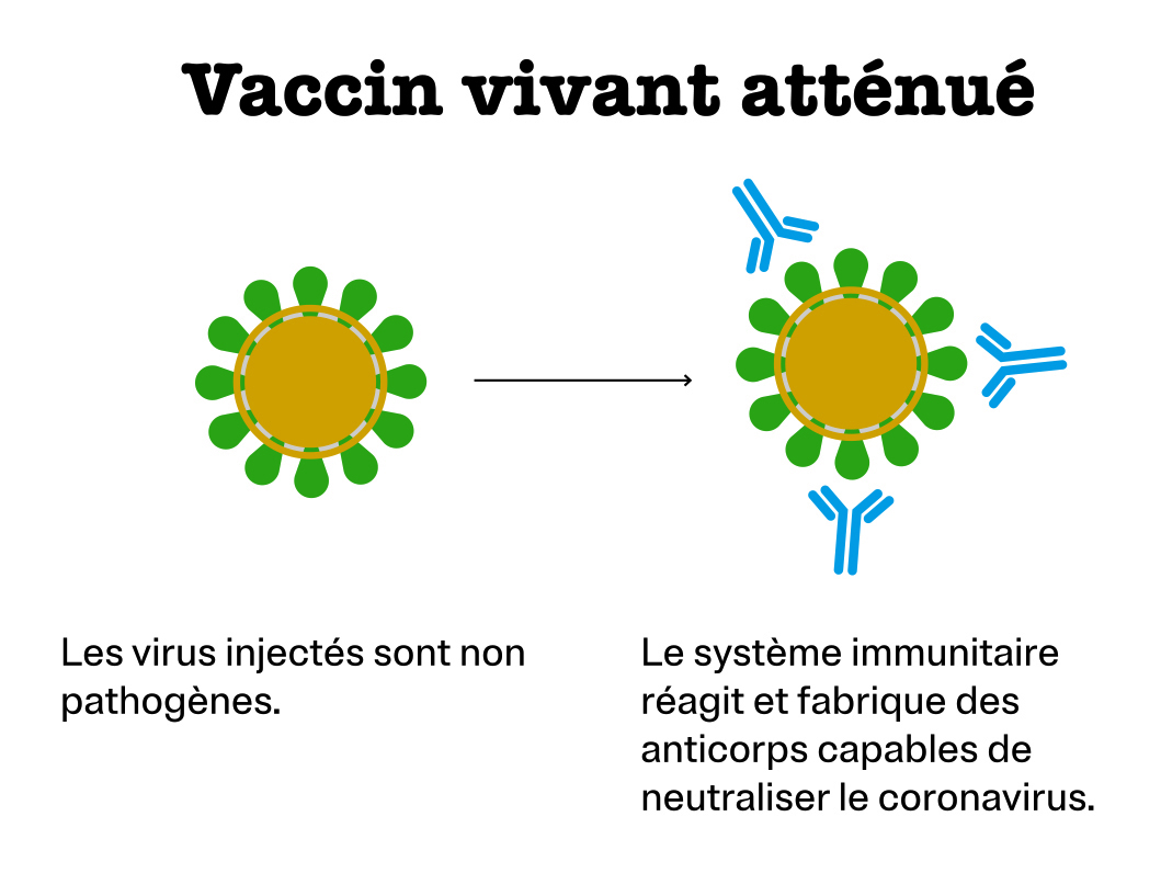 Vaccin vivant atténué : Les virus injectés sont non pathogènes. Le système immunitaire réagit et fabrique des anticorps capables de neutraliser le coronavirus.