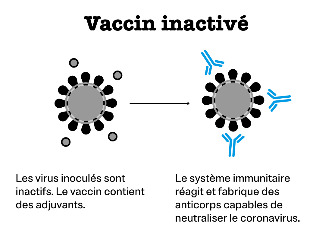 Vaccin inactivé : Les virus inoculés sont inactifs. Le vaccin contient des adjuvants. Le système immunitaire réagit et fabrique des anticorps capables de neutraliser le coronavirus.