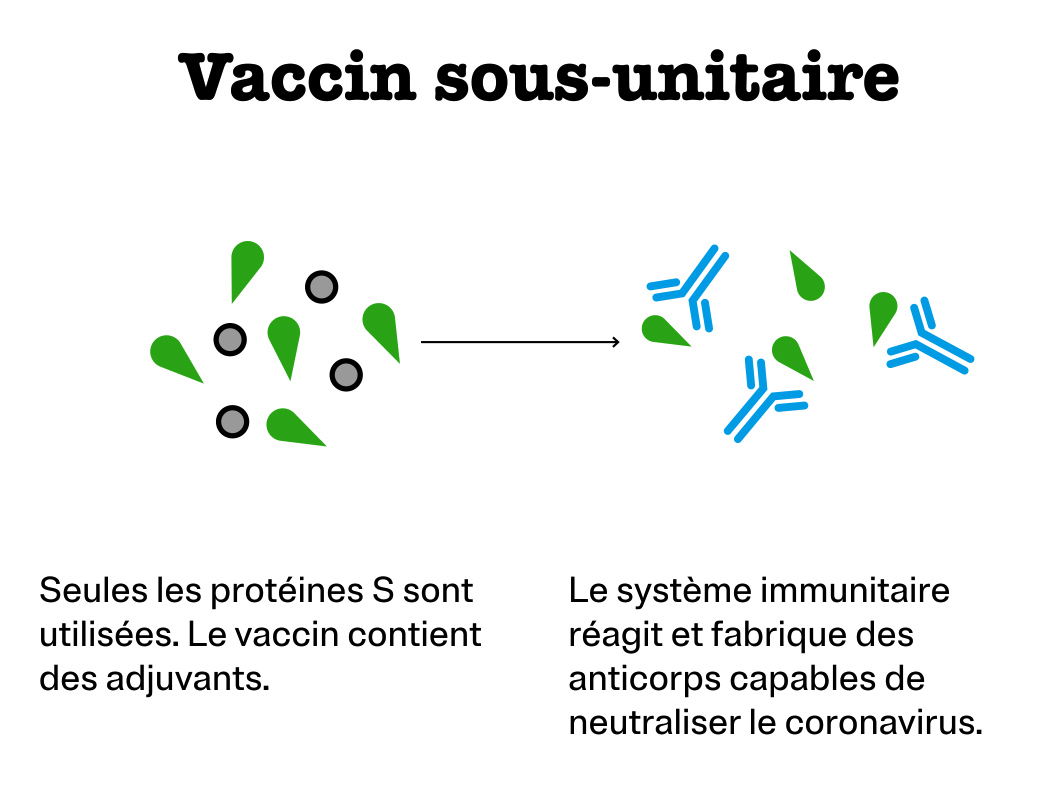 Vaccin sous unitaire : Seules les protéines S sont utilisées. Le vaccin contient des adjuvants. Le système immunitaire réagit et fabrique des anticorps capables de neutraliser le coronavirus.