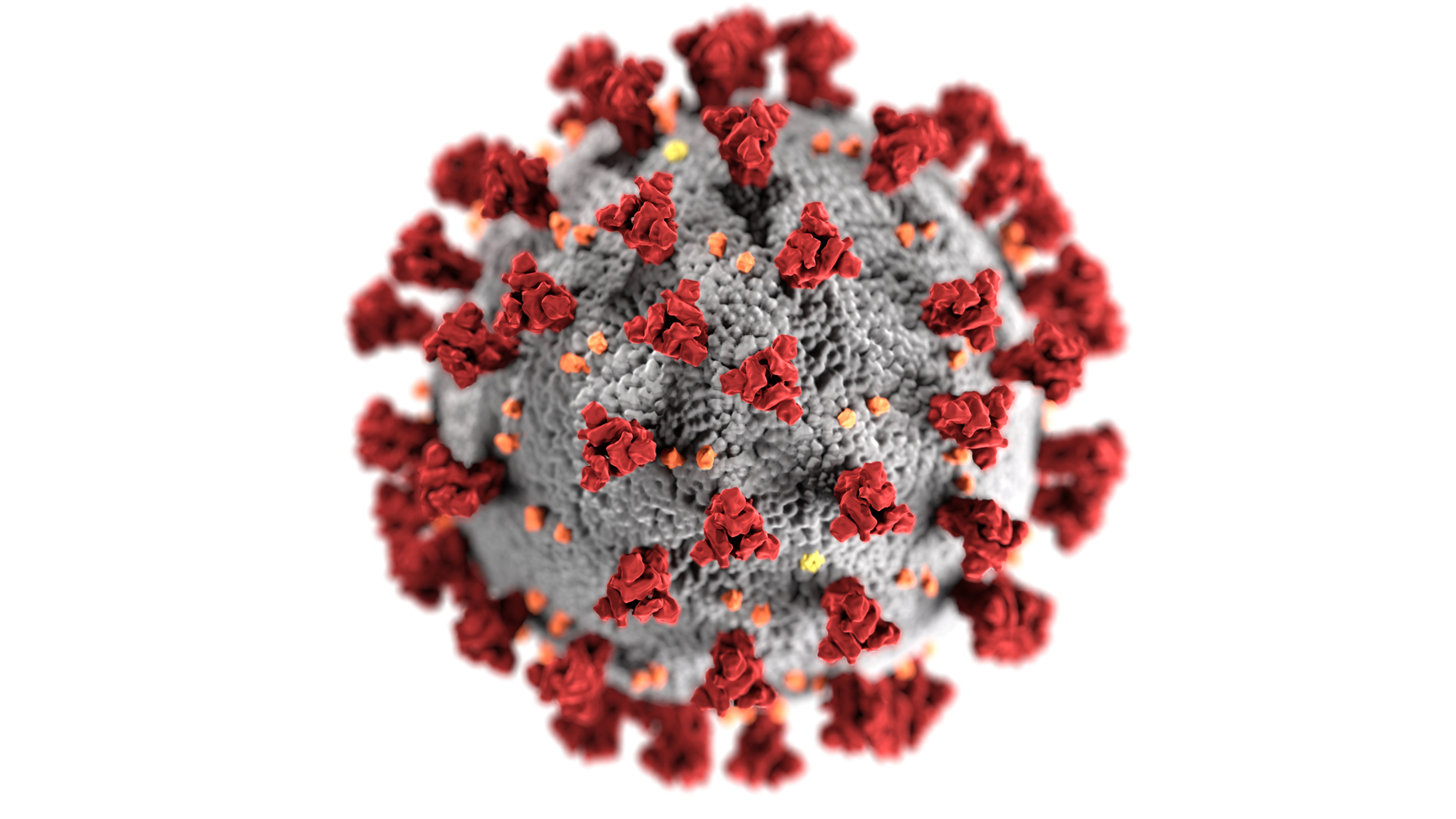Image reproduisant la morphologie d’un coronavirus, où l’on distingue les spicules répartis tout autour de sa surface 