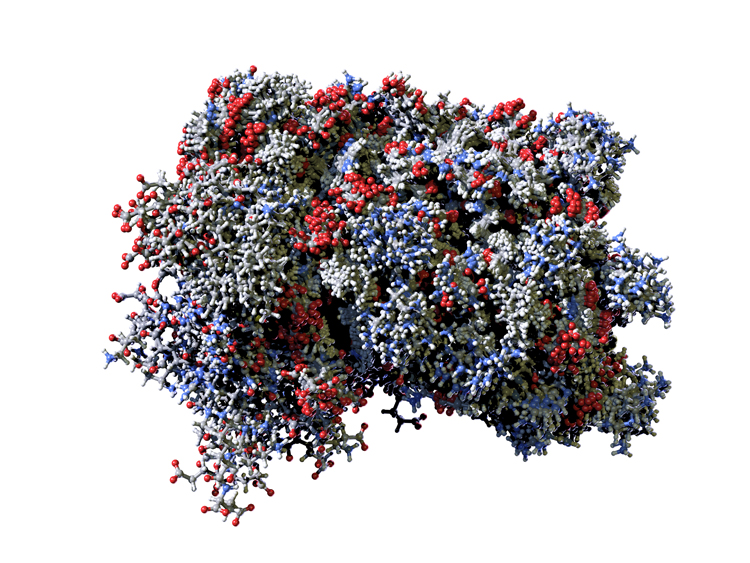 Molécule d’interféron humain. Cette protéine joue un rôle important dans la réponse immunitaire initiée contre le virus.