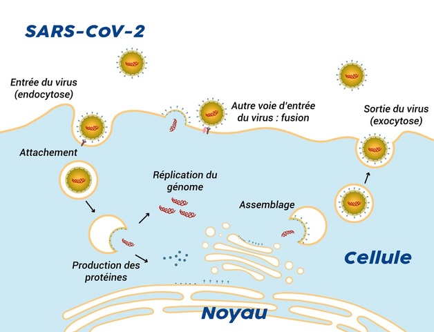 Entrée du virus (endocytose), puis attachement, puis production des protéines, puis réplication du génome, puis assemblage, puis sortie du virus (exocytose)