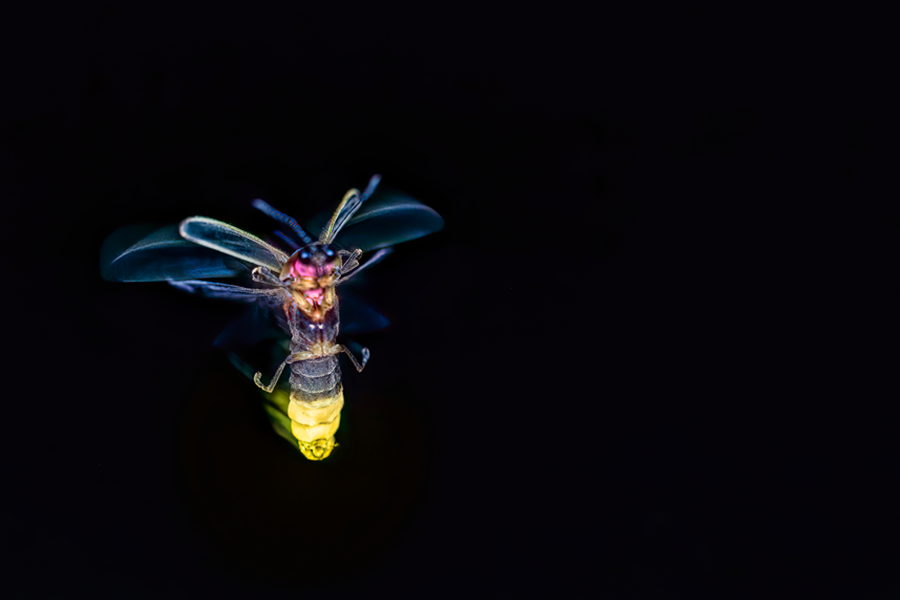insecte lumineux