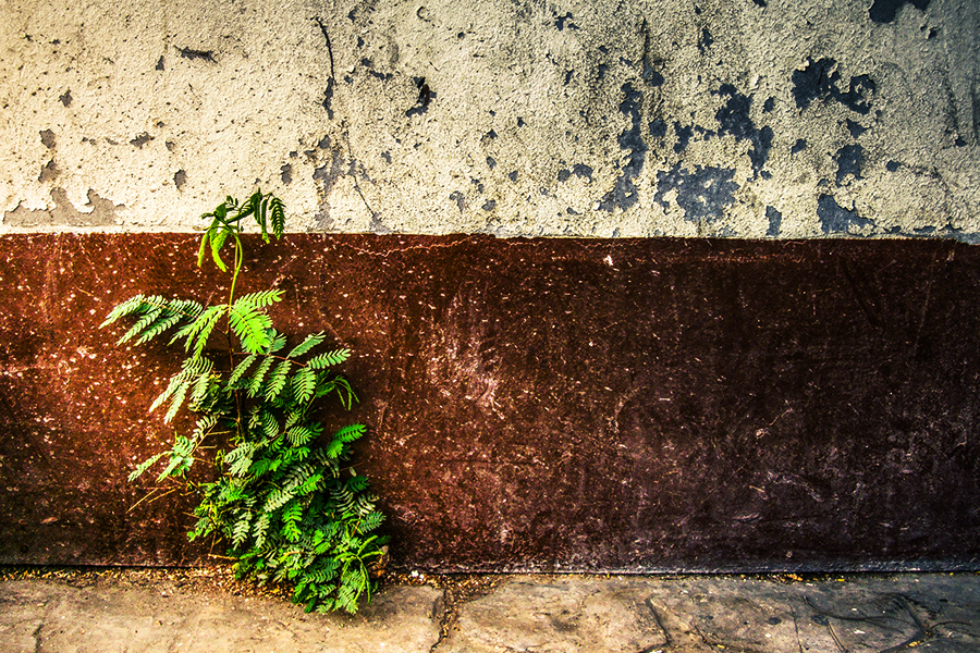 fleur qui repousse sur du béton