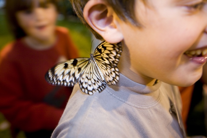 Papillon(ouverture du diaporama)