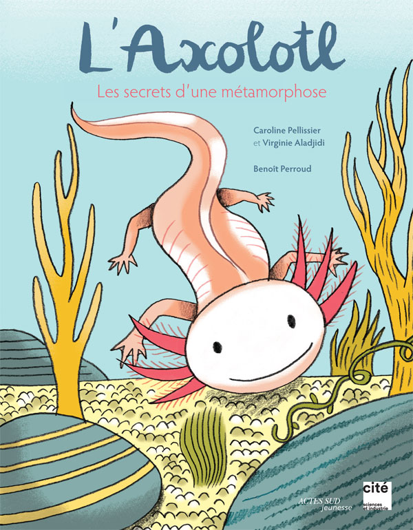 L'Axolotl - Les secrets d'une métamorphose