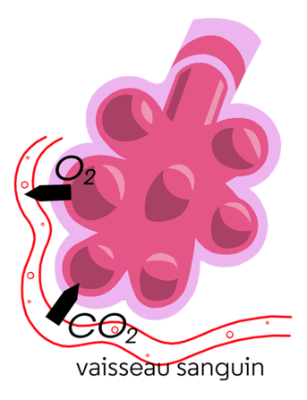 alvéole1_2png